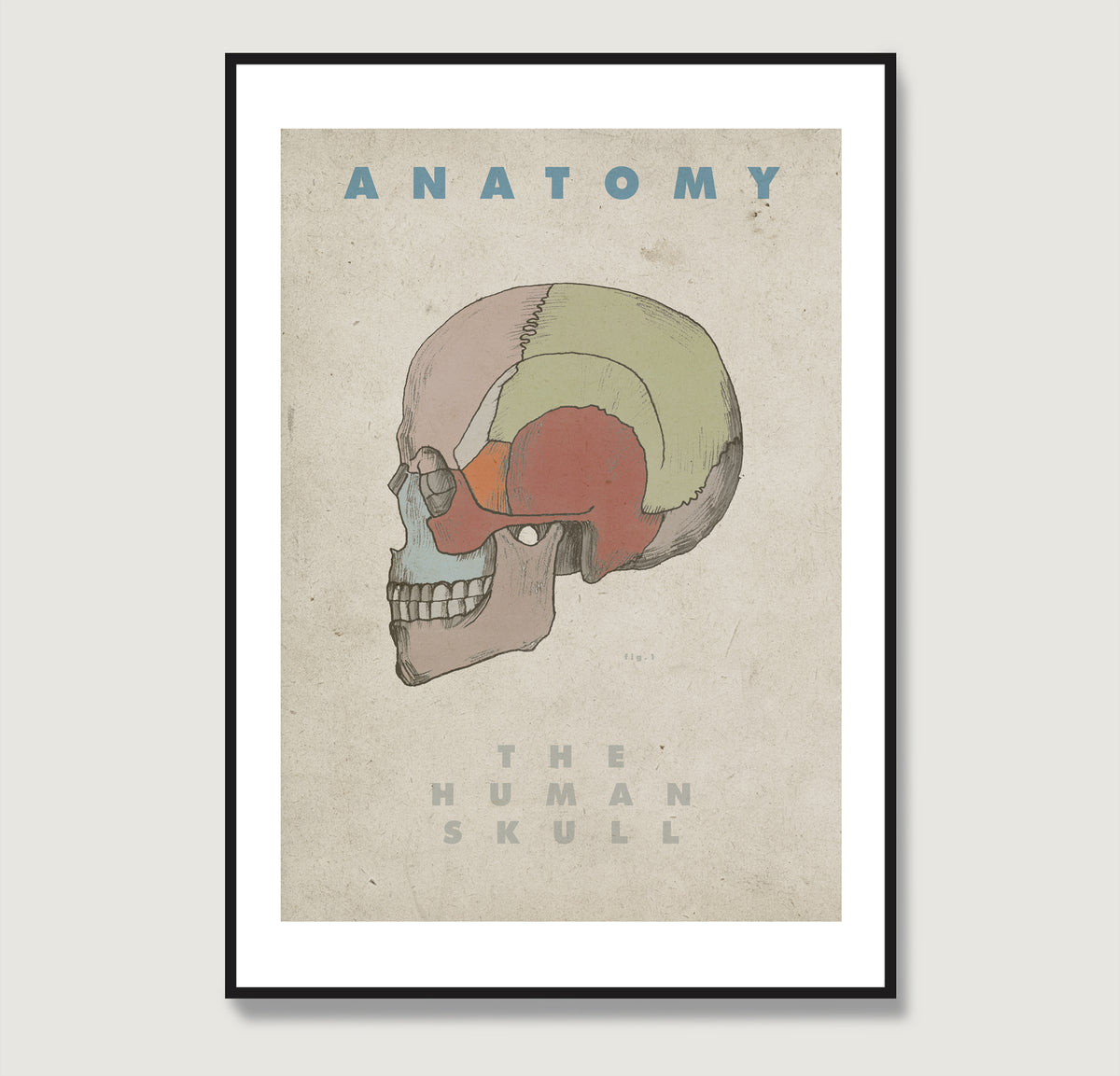 The Human skull vintage anatomy art print.