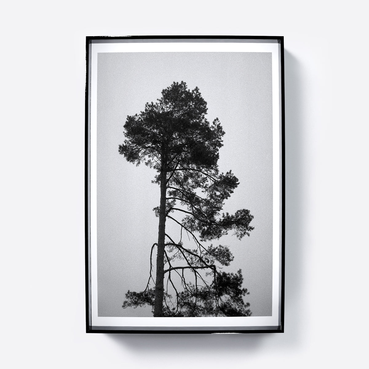 Framed black and white photograph of a tree against a light background