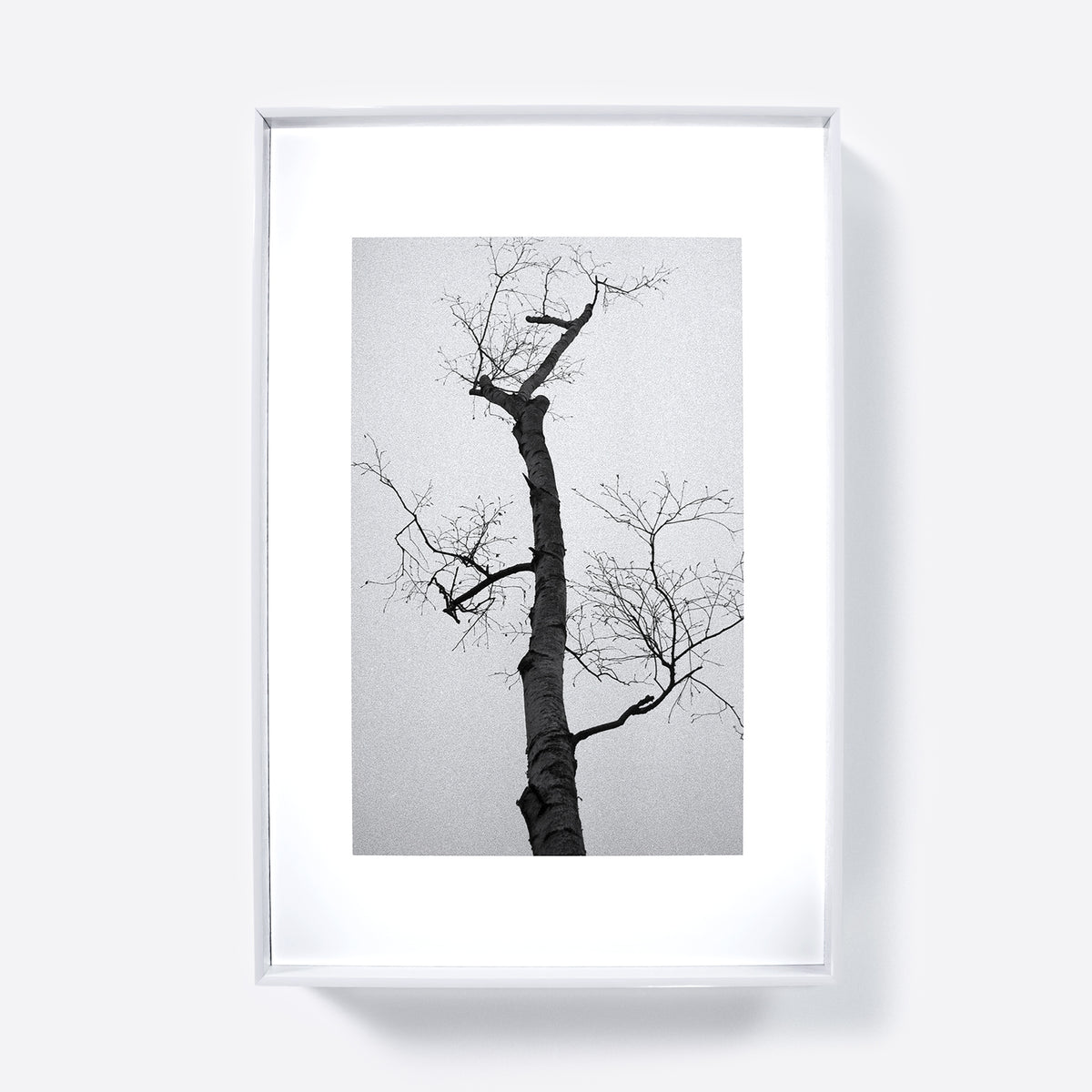 Framed black and white photograph of a bare tree against a light gray background