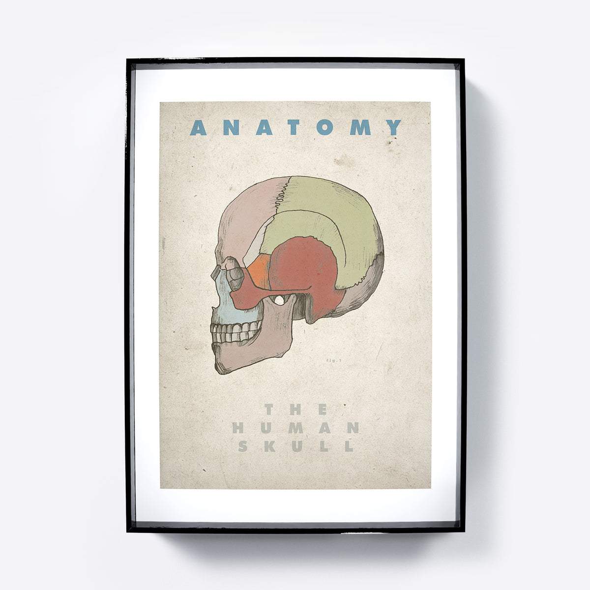 Framed poster of a colorful illustration of the human skull with 'Anatomy' text on a light background