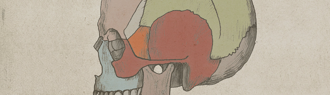 Anatomy Prints
