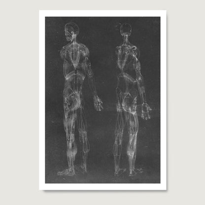 Black and white human body anatomy art print on paper, with two standing figures.