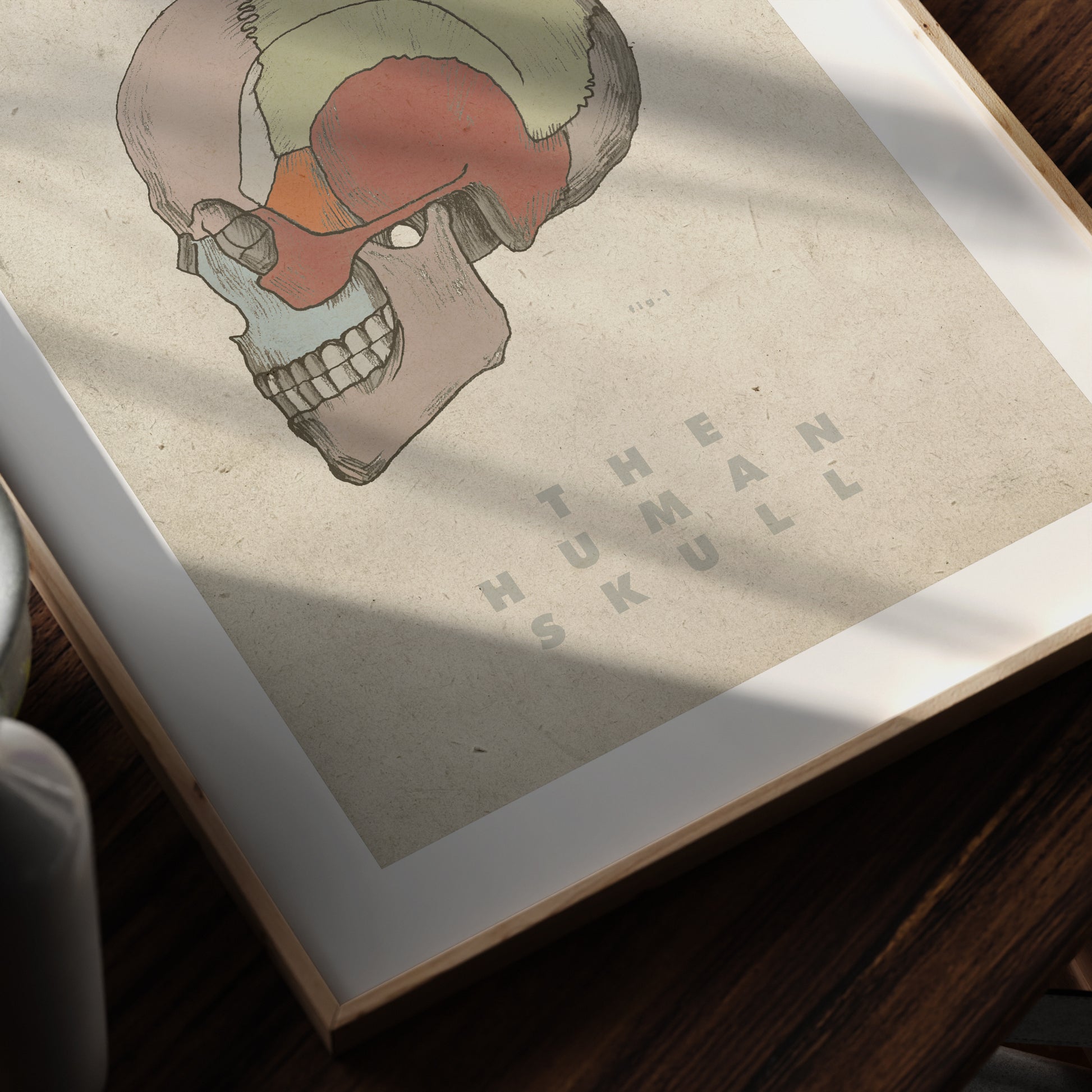 The Human skull vintage anatomy art print in a moody ambient.