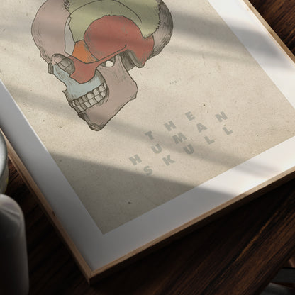 The Human skull vintage anatomy art print in a moody ambient.