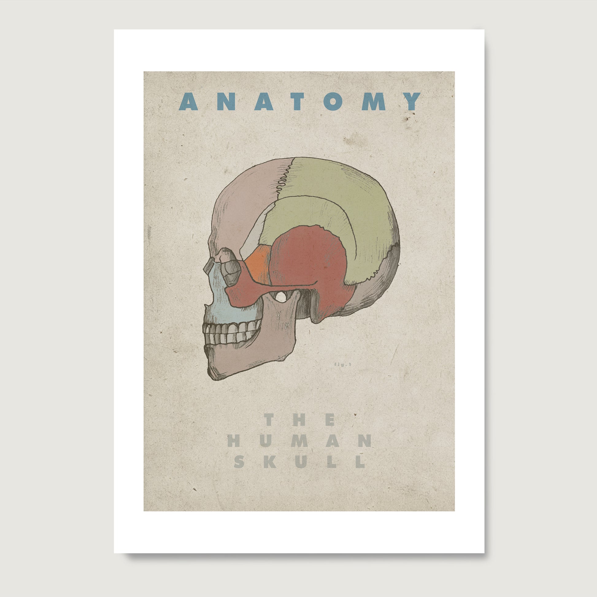 The Human skull vintage anatomy art print on paper.