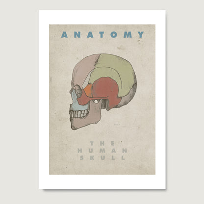 The Human skull vintage anatomy art print on paper.