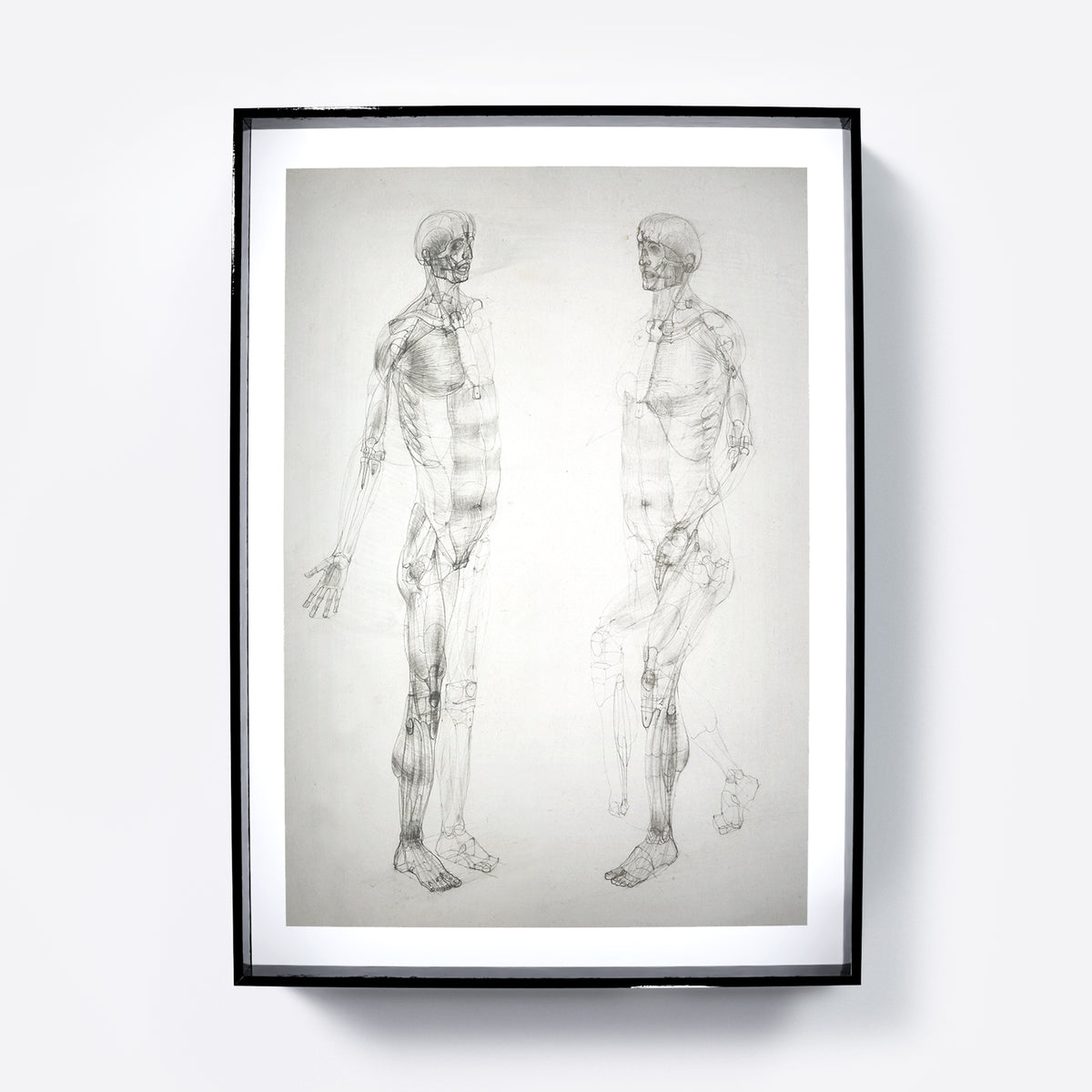 Monochrome human body anatomy art print.