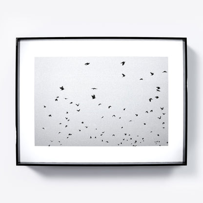 Framed artwork of black birds on a sky background