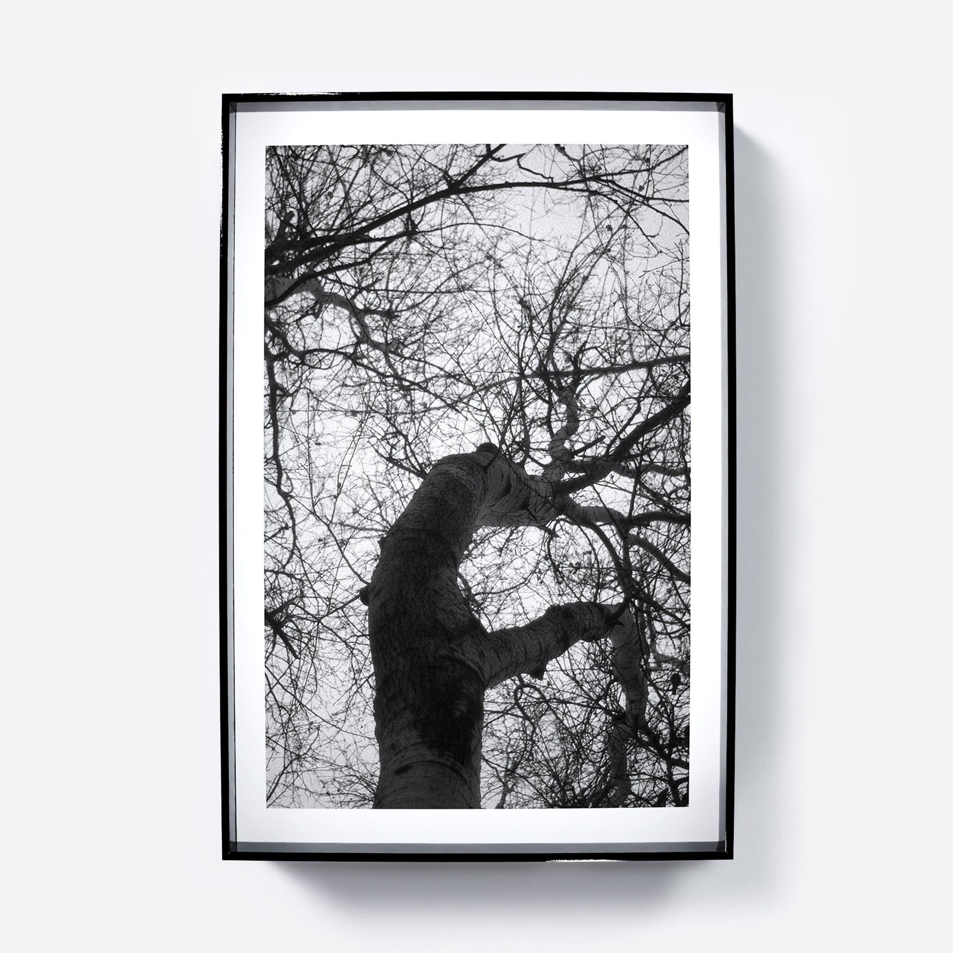 Framed black and white photograph of leafless tree branches.