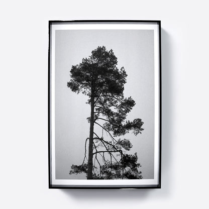Framed black and white photograph of a tree against a light background